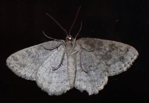 Ectropis crepuscularia